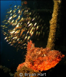 There were two Raggie Scorpina Fish having breakfast on a... by Bryan Hart 